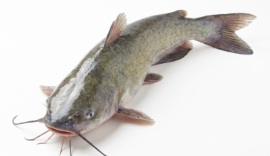 Catfish