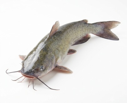 Catfish