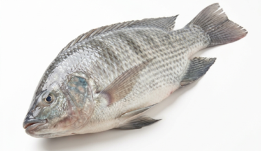Tilapia