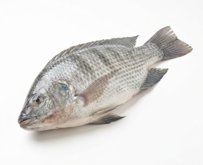 Tilapia
