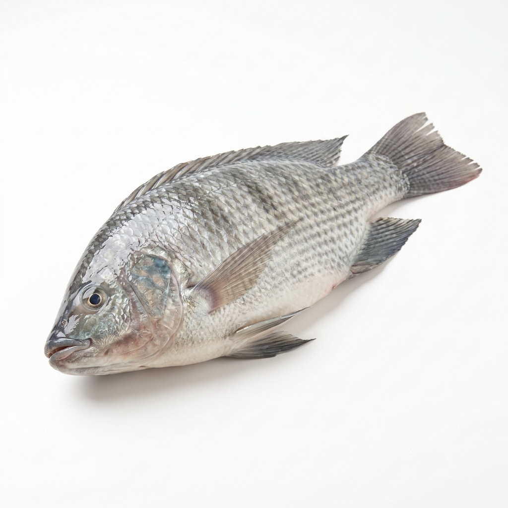 Tilapia